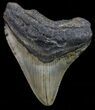Bargain, Megalodon Tooth - North Carolina #67138-1